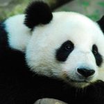 Il potere terapeutico del contatto con gli animali (Pet Therapy)