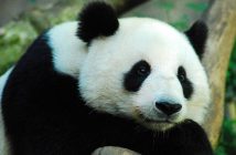 Il potere terapeutico del contatto con gli animali (Pet Therapy)