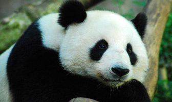 Il potere terapeutico del contatto con gli animali (Pet Therapy)