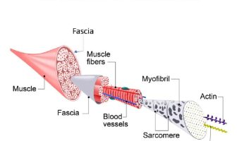 Il sistema fasciale: la rete connettiva che governa dolore e postura