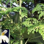 Moringa Oleifera: l’albero miracoloso e i suoi mille benefici