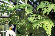 Moringa Oleifera: l’albero miracoloso e i suoi mille benefici Moringa Oleifera: l’albero miracoloso e i suoi mille benefici
