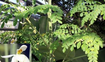 Moringa Oleifera: l’albero miracoloso e i suoi mille benefici