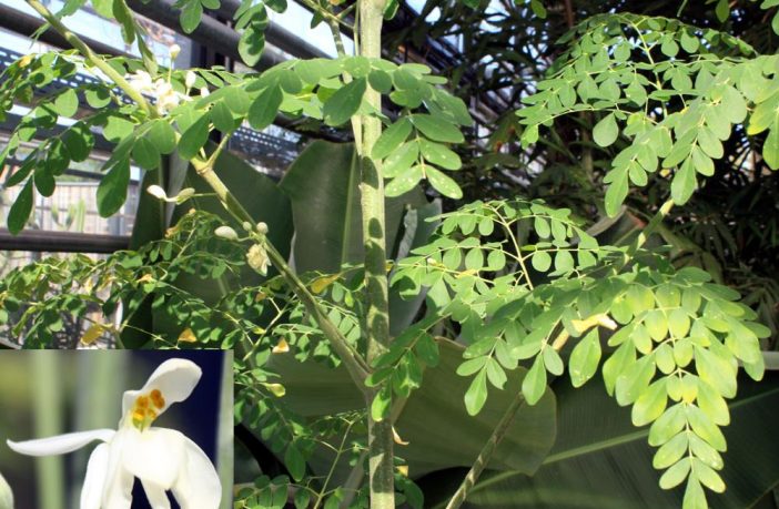 Moringa Oleifera: l’albero miracoloso e i suoi mille benefici