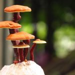 Micoterapia: il potere curativo dei funghi medicinali come il Reishi