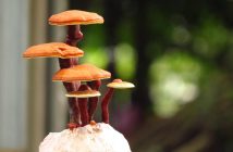Micoterapia: il potere curativo dei funghi medicinali come il Reishi