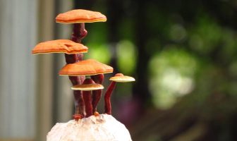 Micoterapia: il potere curativo dei funghi medicinali come il Reishi