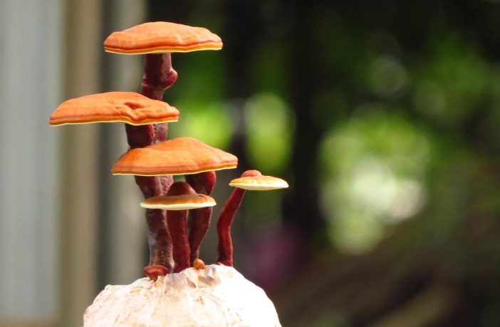 Micoterapia: il potere curativo dei funghi medicinali come il Reishi