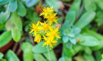 Respirazione olotropica: un viaggio interiore attraverso il respiro