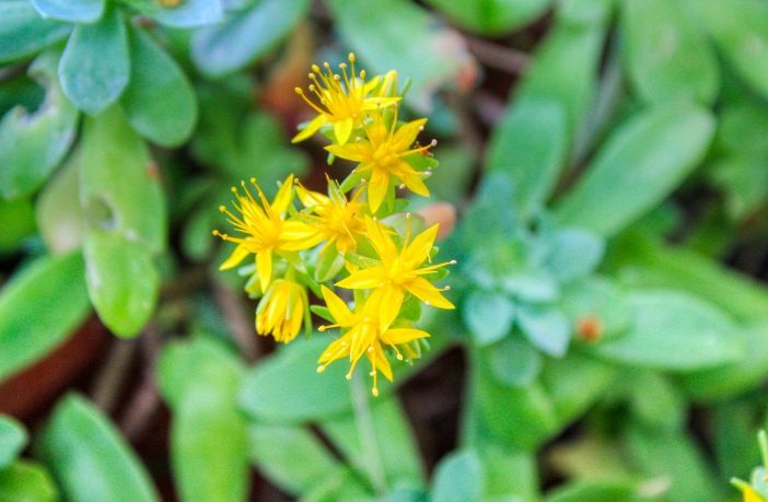 Respirazione olotropica: un viaggio interiore attraverso il respiro