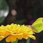 L’Astaxantina: l’antiossidante più potente dalla microalga