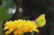 L’Astaxantina: l’antiossidante più potente dalla microalga