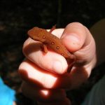 EFT Tapping: la tecnica per liberare ansia e blocchi emotivi