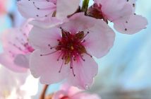 Fiori di Bach: come agiscono a livello vibrazionale ed energetico