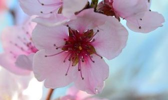 Fiori di Bach: come agiscono a livello vibrazionale ed energetico