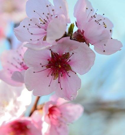 Fiori di Bach: come agiscono a livello vibrazionale ed energetico