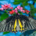 La sorprendente relazione tra tiroide e salute dei capelli