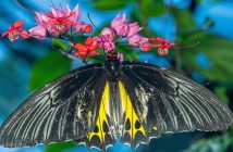 La sorprendente relazione tra tiroide e salute dei capelli
