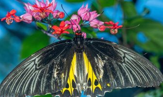 La sorprendente relazione tra tiroide e salute dei capelli