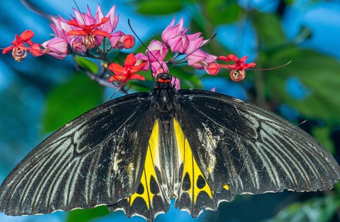 La sorprendente relazione tra tiroide e salute dei capelli