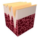 Il ruolo del collagene idrolizzato per pelle, unghie e articolazioni