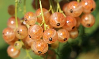 Il glutatione: il re degli antiossidanti e come potenziarlo