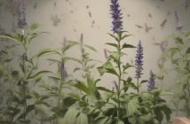Proprietà della salvia per il controllo della sudorazione eccessiva