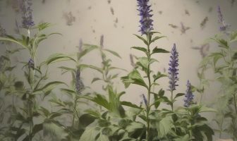 Proprietà della salvia per il controllo della sudorazione eccessiva