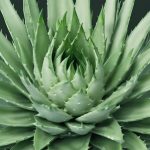 Rimedi naturali per la gastrite: dall’aloe vera alla liquirizia