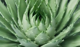 Rimedi naturali per la gastrite: dall’aloe vera alla liquirizia
