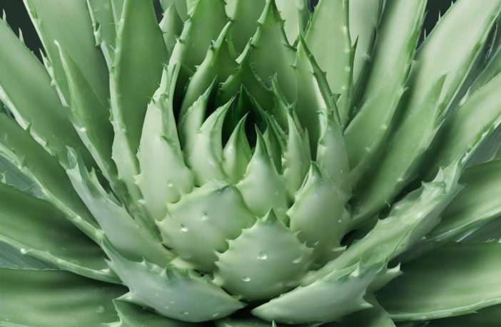 Rimedi naturali per la gastrite: dall’aloe vera alla liquirizia