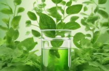 Analisi completa dei benefici del tè verde per il metabolismo cellulare